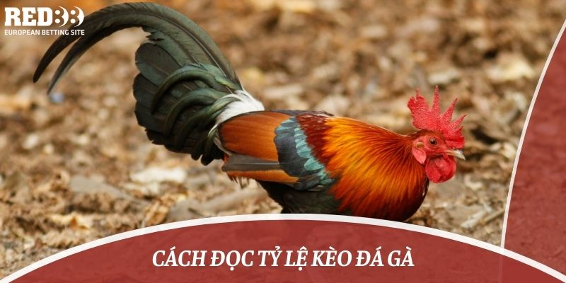 cách đọc tỷ lệ kèo đá gà