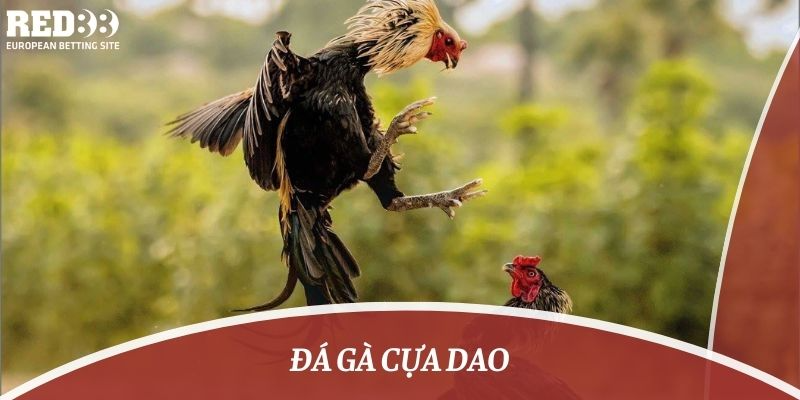 đá gà cựa dao