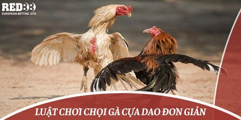 Luật chơi chọi gà cựa dao đơn giản