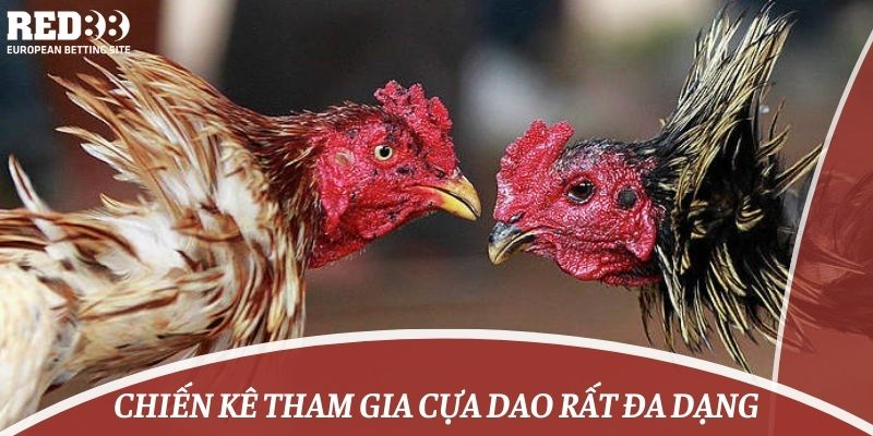 Chiến kê tham gia cựa dao rất đa dạng 