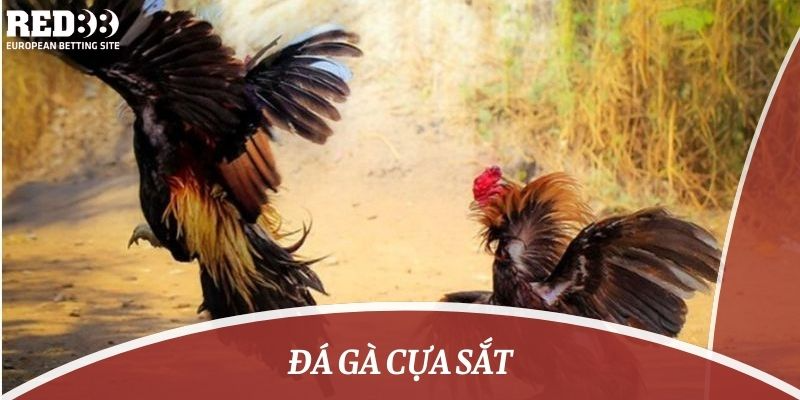 đá gà cựa sắt