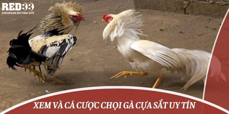 Xem và cá cược chọi gà cựa sắt uy tín