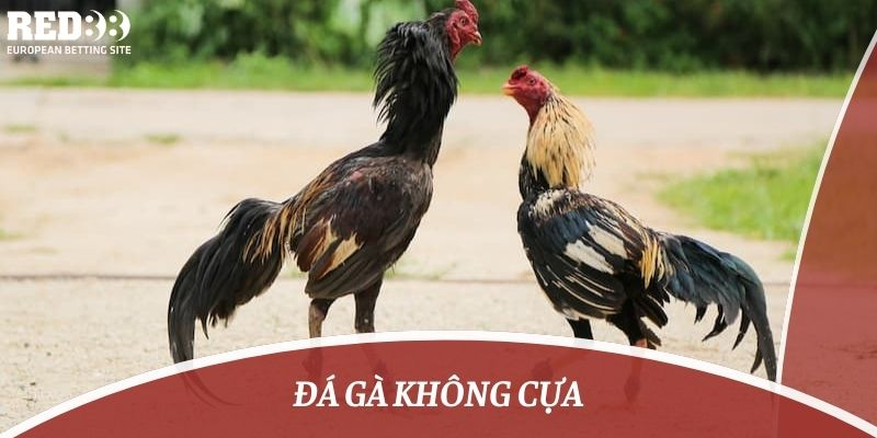 đá gà không cựa