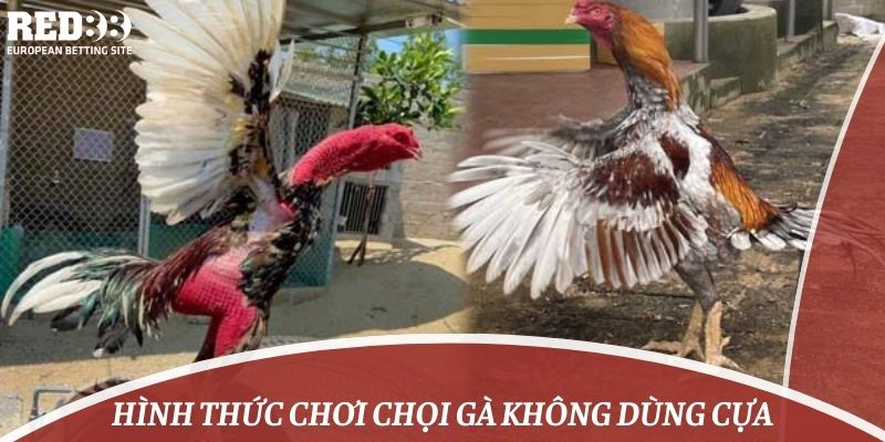 Hình thức chơi chọi gà không dùng cựa