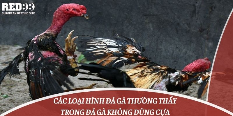 Các loại hình đá gà thường thấy trong đá gà không dùng cựa 