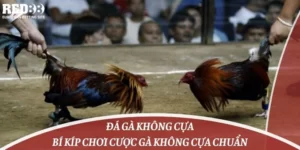 Đá Gà Không Cựa: Bí Kíp Chơi Cược Gà Không Cựa Chuẩn