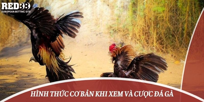 Hình thức cơ bản khi xem và cược đá gà