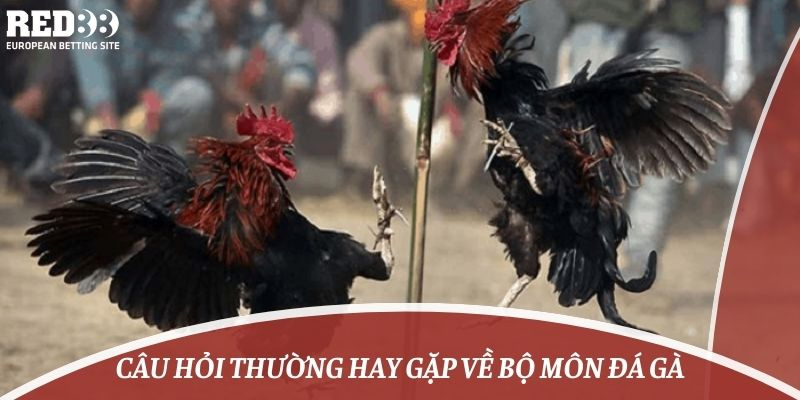 Câu hỏi thường hay gặp về bộ môn đá gà