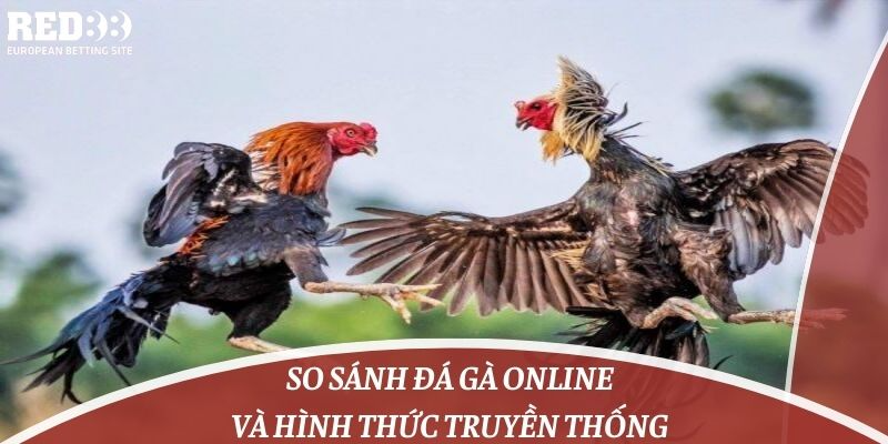 So sánh đá gà online và hình thức truyền thống