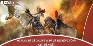 So Sánh Đá Gà Online Vs Đá Gà Truyền Thống Cụ Thể Nhất