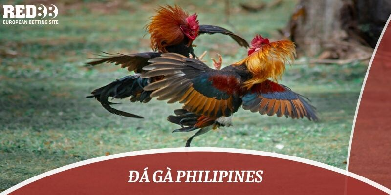 đá gà philipines