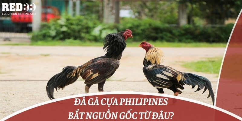 Đá gà cựa philipines bắt nguồn gốc từ đâu?