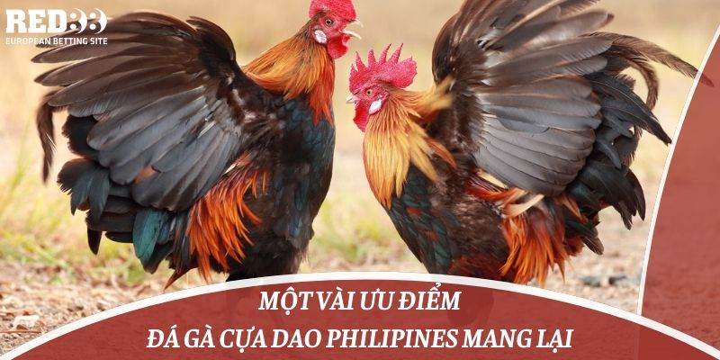 Một vài ưu điểm đá gà cựa dao philipines mang lại