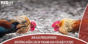 Đá Gà Philipines: Hướng Dẫn Cách Tham Gia Và Đặt Cược