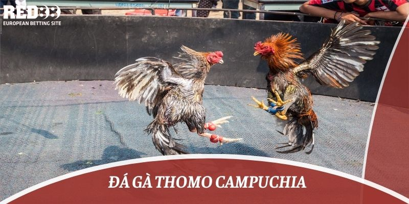 đá gà thomo campuchia