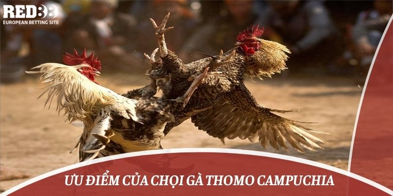 Ưu điểm của chọi gà thomo campuchia