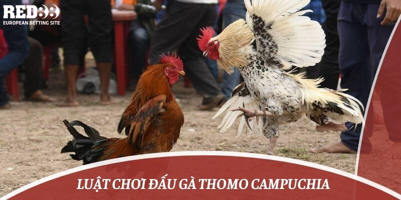 Luật chơi đấu gà thomo campuchia 