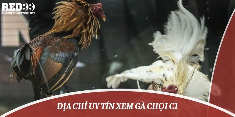 địa chỉ uy tín xem gà chọi c1