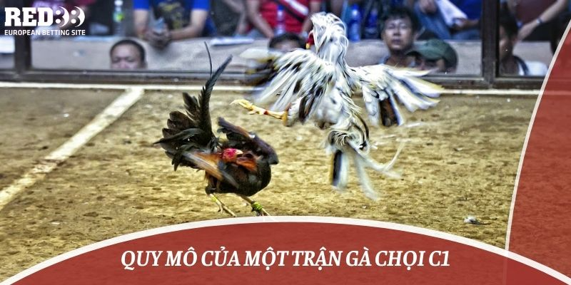 Quy mô của một trận gà chọi C1