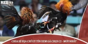 Chia Sẻ Địa Chỉ Uy Tín Xem Gà Chọi C1 - Mới Nhất