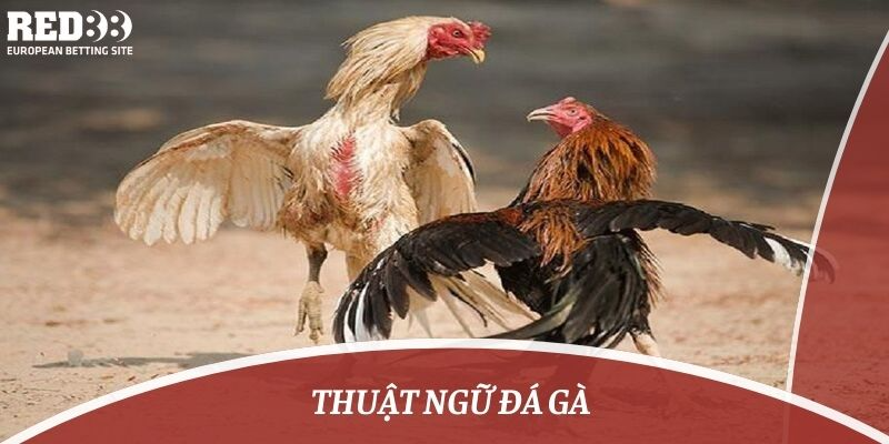 thuật ngữ đá gà