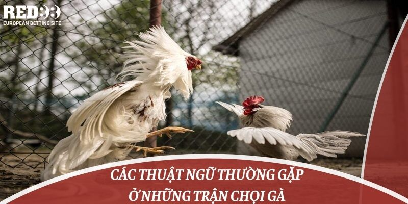 Các thuật ngữ thường gặp ở những trận chọi gà