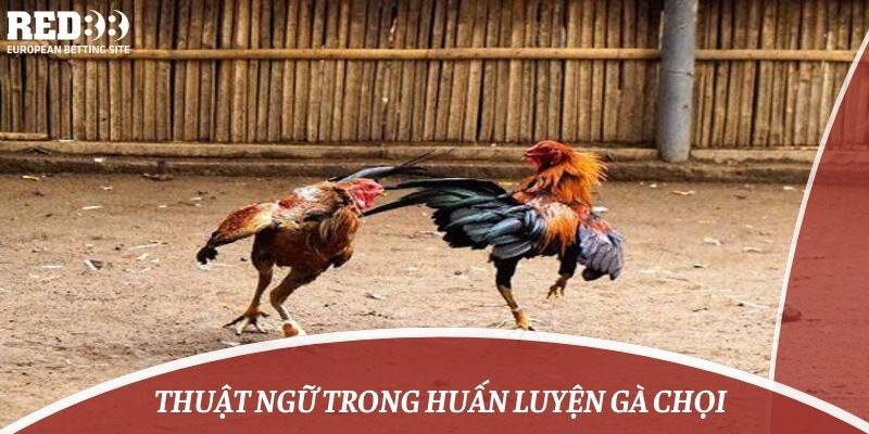 Thuật ngữ trong huấn luyện gà chọi