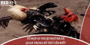 Tổ Hợp 10 Thuật Ngữ Đá Gà Quan Trọng Kê Thủ Cần Biết