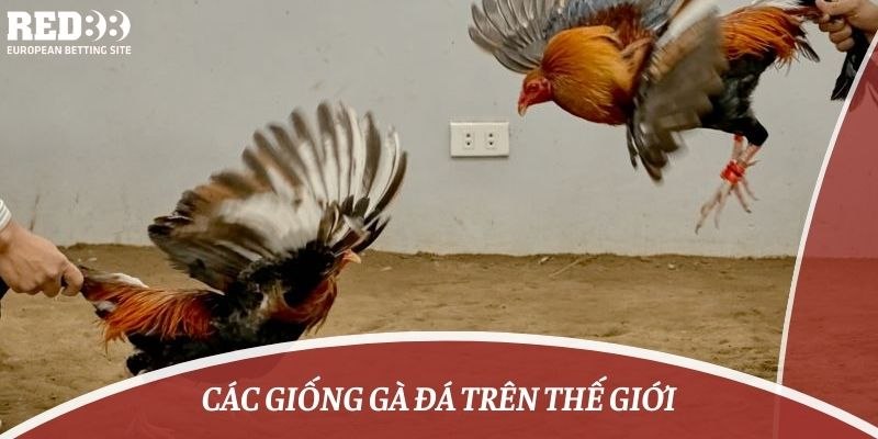 các giống gà đá trên thế giới