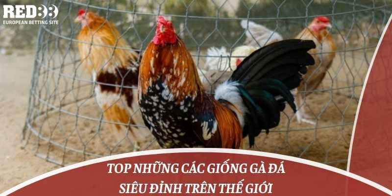 Top những các giống gà đá siêu đỉnh trên thế giới