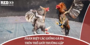 Phân Biệt Các Giống Gà Đá Trên Thế Giới Thường Gặp