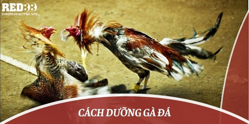 cách dưỡng gà đá khi bị thương