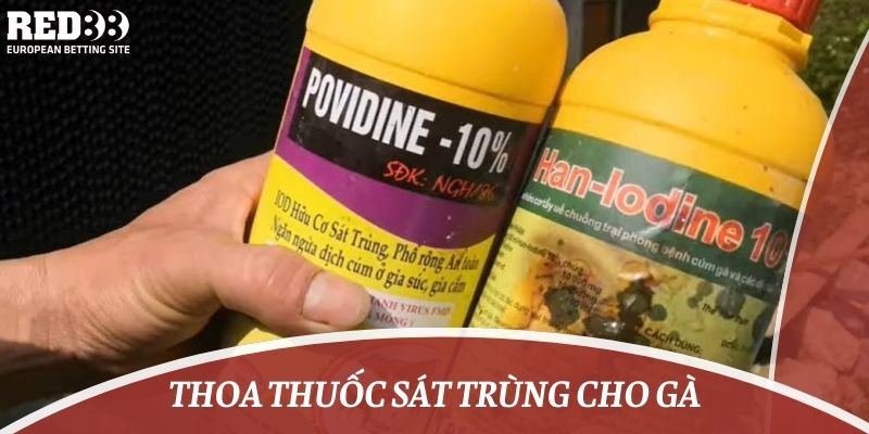 Thoa thuốc sát trùng cho gà