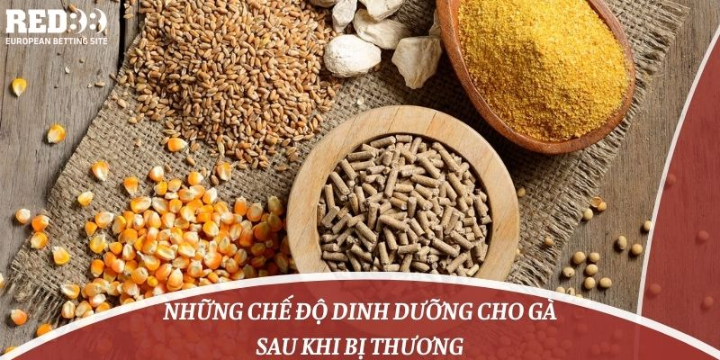 Những chế độ dinh dưỡng cho gà sau khi bị thương