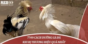 7749 Cách Dưỡng Gà Đá Khi Bị Thương Hiệu Quả Nhất