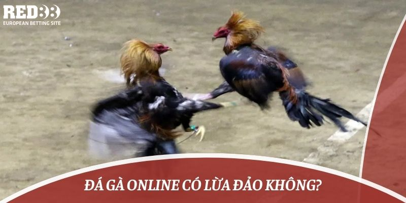 đá gà online có lừa đảo không?