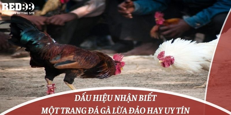 Dấu hiệu nhận biết một trang đá gà lừa đảo hay uy tín