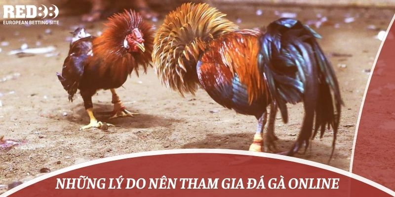 Những lý do nên tham gia đá gà online